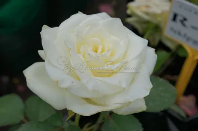 Изображение розы Эдванс с возможностью выбора размера
