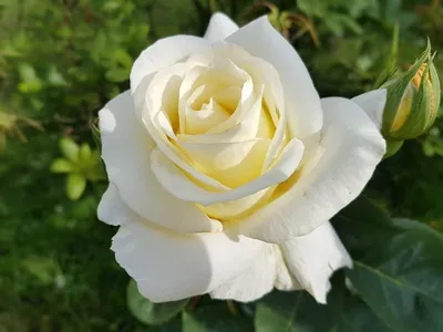 Фотография розы Эдванс в формате webp