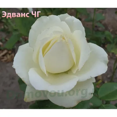 Фотография розы Эдванс в формате webp с эффектом blur