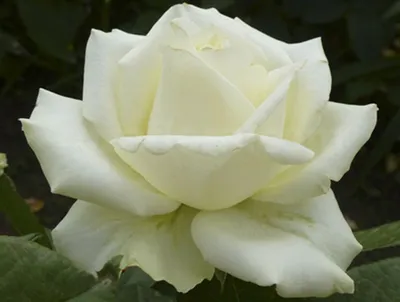 Картинка розы Эдванс в гармоничных цветовых тонах