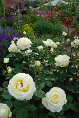 Привлекательное изображение розы Эдванс для оформления