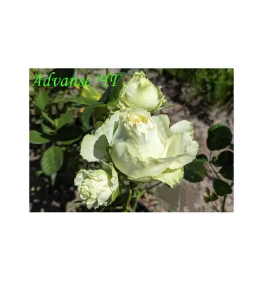 Яркое изображение розы Эдванс в качестве jpg