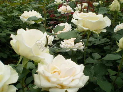 Красивая роза Эдванс на вашем экране