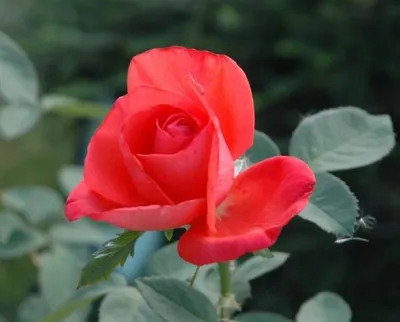 Очаровательная роза Эдванс в формате png для использования