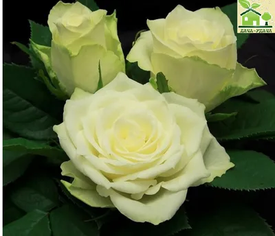 Прекрасная фотография розы Эдванс для коллекционирования