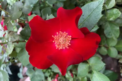 Атмосферная роза Эдванс в формате jpg