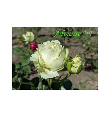 Фото прекрасной розы Эдванс для вашего коллекционирования