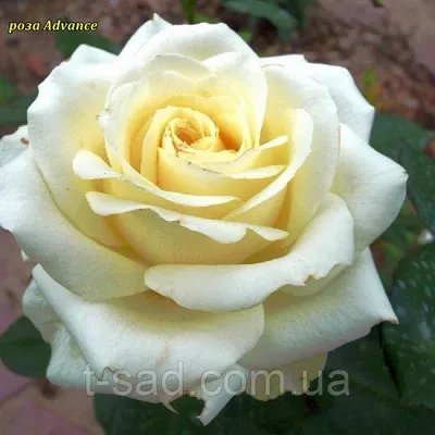 Уникальная роза Эдванс в разных размерах