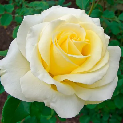 Феноменальная роза Эдванс в ярком исполнении