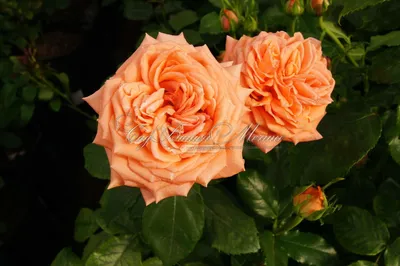 Фотохостинг с красивой фотографией розы эльдорадо
