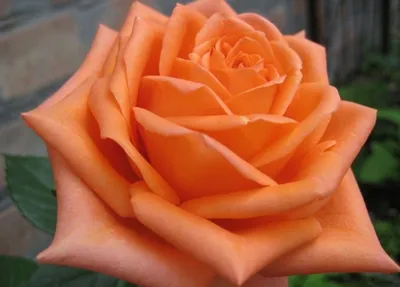 Изображение розы эльдорадо: выбирайте желаемые параметры