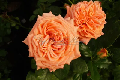 Фотография розы эльдорадо: разные размеры и форматы