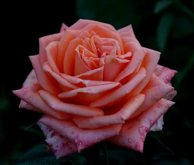Фотка розы эльдорадо в разных форматах для скачивания