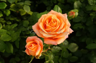 Роза эльдорадо: варианты фото в разных размерах
