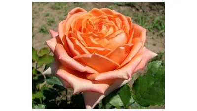 Фото розы эльдорадо: оптимальный выбор формата