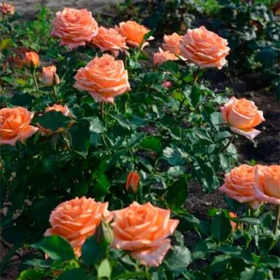 Изображение розы эльдорадо с возможностью выбора размера и формата