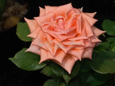 Фотохостинг с качественной фотографией розы эльдорадо