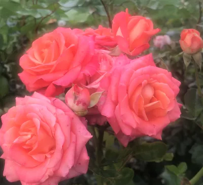 Фото розы эльдорадо: доступные варианты для скачивания