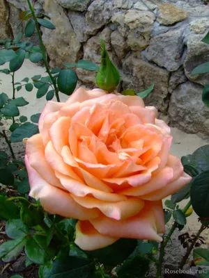 Фотография розы эльдорадо с возможностью выбора размера
