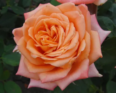 Фотография розы эльдорадо: разные размеры и поддерживаемые форматы