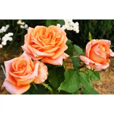 Фотка розы эльдорадо в разных форматах: выбирайте свой