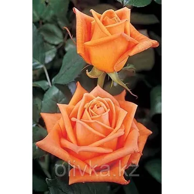 Изображение розы эльдорадо с возможностью настройки размера и формата