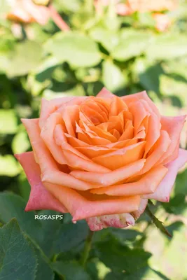 Фотохостинг с красивой фотографией розы эльдорадо