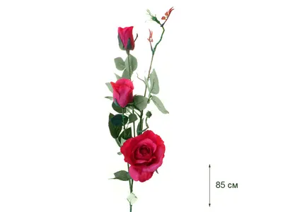 Изображение розы эльдорадо: выбирайте предпочтительные параметры