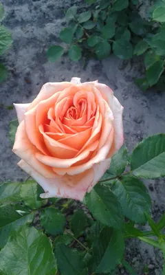 Фотография розы эльдорадо: разные размеры и форматы