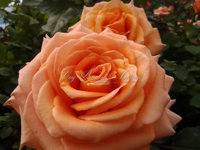Фото розы эльдорадо: выбирайте понравившийся формат