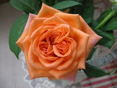 Изображение розы эльдорадо для загрузки