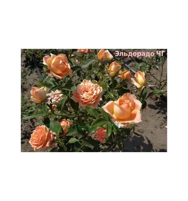 Фотка розы эльдорадо: большой выбор размеров и форматов