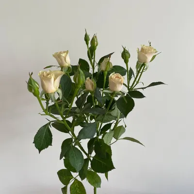 Фотка розы Елена с возможностью сохранить в любом формате