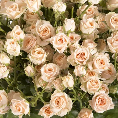 Изображение розы Елена в формате webp для безопасной загрузки