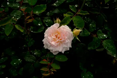 Роза Елена на фото - олицетворение красоты природы