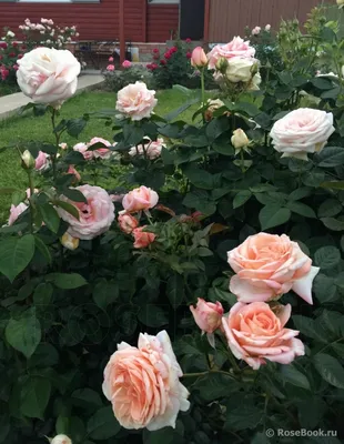 Фотка розы Елена - идеальный подарок для любителей цветов