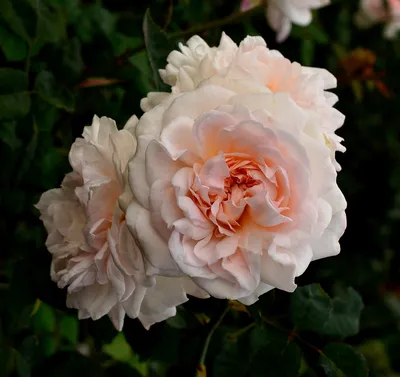 Изображение розы Елена в формате webp для вашего сайта