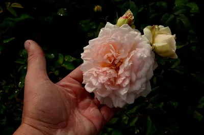 Фотка розы Елена в формате png с прозрачным фоном для передачи деталей