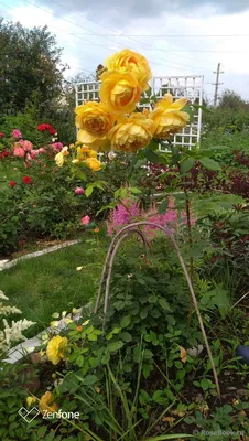 Изображение розы Елена в формате webp для быстрой загрузки на сайте