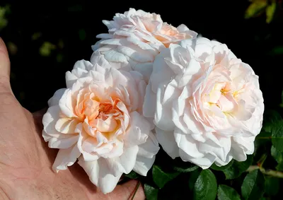 Картинка розы Елена в высоком качестве jpg