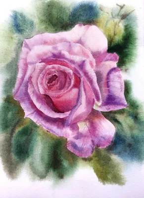 Фотка розы Елена в формате png для создания коллекции цветочных иллюстраций.