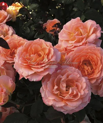 Изображение розы Елена в формате png для скачивания