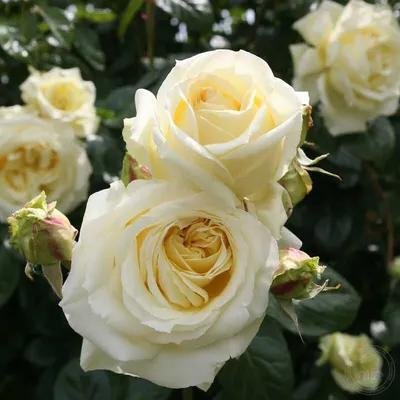 Красивое фото розы эльф: jpg формат