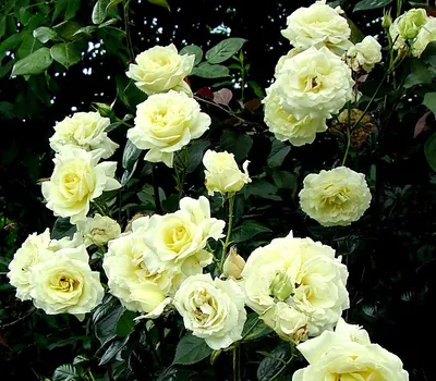 Удивительное изображение розы эльф: png формат