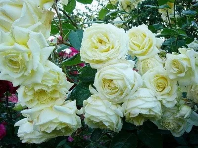 Превосходное изображение розы эльф в png формате для скачивания