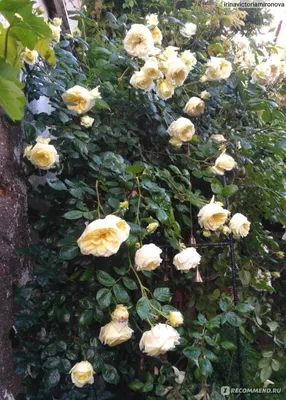 Роскошные розы эльф в формате webp