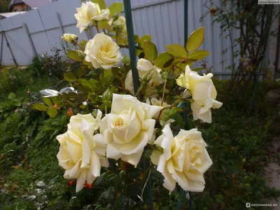 Привлекательные фото розы эльф в webp формате