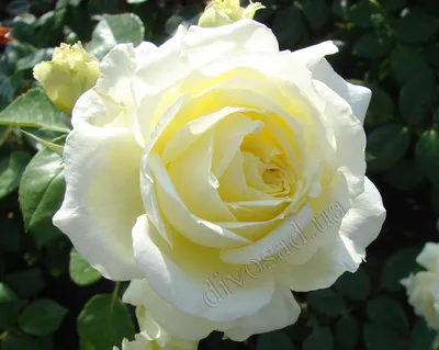 Красивая роза эльф на фото, доступная для скачивания в формате jpg