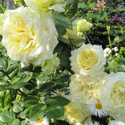 Чудесное изображение розы эльф в формате webp