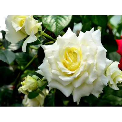 Восхитительные розы эльф, фото в формате jpg